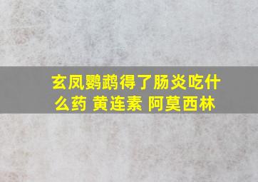 玄凤鹦鹉得了肠炎吃什么药 黄连素 阿莫西林